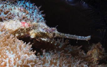 Pipefish